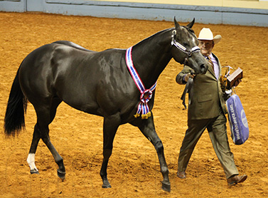 Weanling and Yearling Colts Wins Go to Castle/ZS Celebrite GQ and Roark/Rumerz
