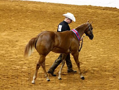 Open Weanling Mare Halter Wins at 2014 APHA World Show Go To Finkenbinder and Turner