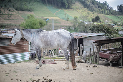 Guatemalan Pack Horses Receive an Early Christmas Present