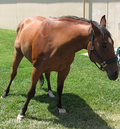 Flow Chart For Diagnosing EPM in Horses