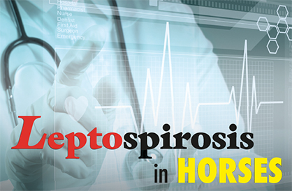 Leptospirosis in Horses