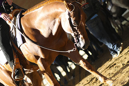 UC Davis Conducting Online Survey to Identify Trends in Performance Horse Care and Links to Show Ring Success