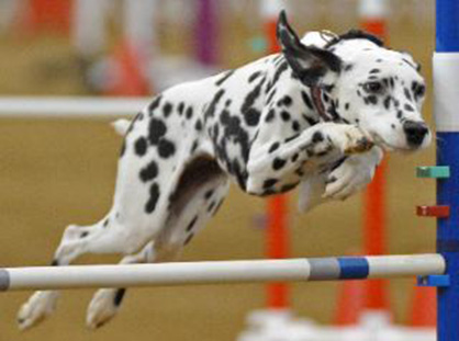 Virginia Horse Center Goes to the Dogs This Weekend!