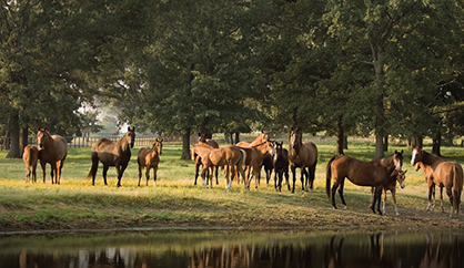 Navigating a Sea of Stallions! – Choosing the Right Sire