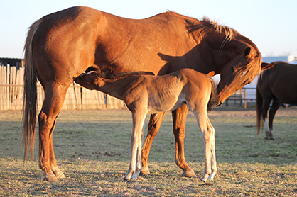 Breeding Season Prep Basics: Mares