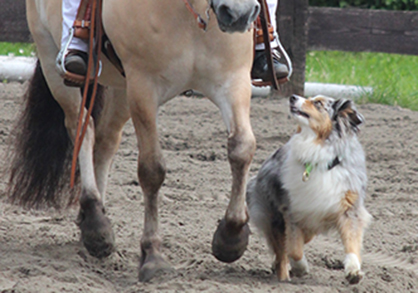 Equine and Canine Competition Combine to Create Horse & Dog Trail