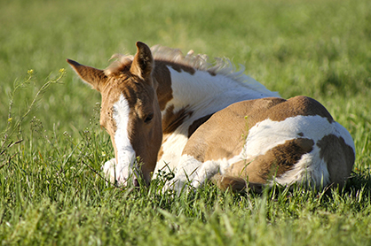 Research to Improve Survival of Horses with Diarrhea and Critically Ill Foals 