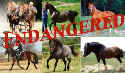 Horses in Danger of Extinction?