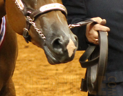 AQHA Announces Ban on Lip Chains Starting in 2016