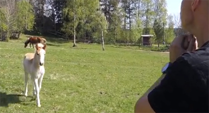 #FunnyFriday Video- The Real Horse Whisperer