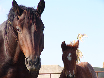 New Way to Monitor Body Fat in Horses, BMI For Humans, BCI For Horses!