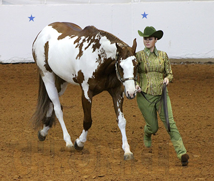 2015 APHA World Show Pattern Book is Online
