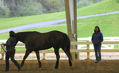 A Horse at Home is Still at Risk For Ulcers