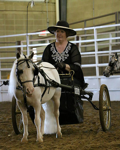 Day 1-12 Results and Photos From 50th Anniversary Pinto World Championship Show