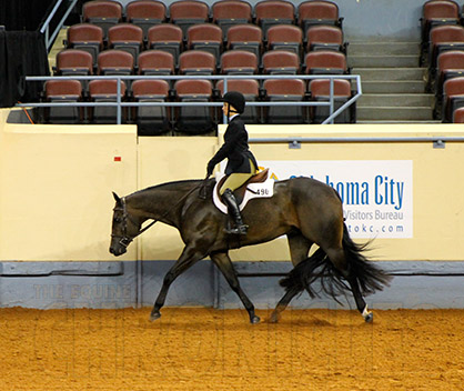NQHL Will Debut New Working Hunter Under Saddle Class at Big A