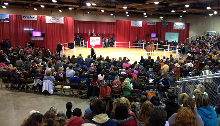 Paints, Appaloosas, and Other Color Breeds Invited to Participate in Quarter Horse Congress Super Sale
