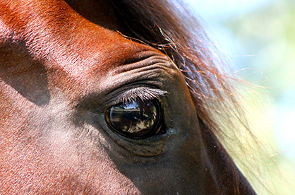What Do Eye Wrinkles in Horses Tell Us About Their Emotional State?