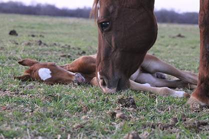 Responsible and Purposeful Breeding in the Horse Industry