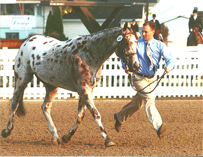 Appaloosa Becomes Only Stock Breed to Have Individual Class at Prestigious Dressage at Devon