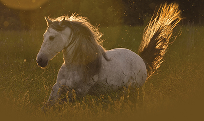 Bioactive Proteins in Serum Proven Support for the Performance Horse