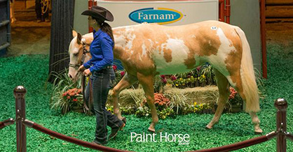 2015 Farnam Breeders’ Trust Select Sale Coming to APHA World Show