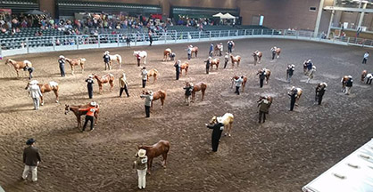 First Winners Crowned at 2015 Breeders Halter Futurity/National Halter Championship!