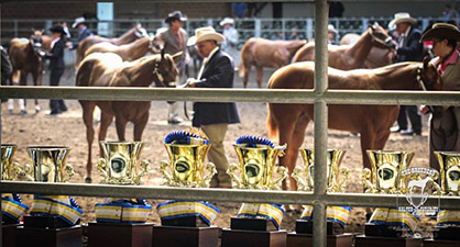 2015 Breeders Halter Futurity/National Halter Championship Recap: Complete Results and Photos