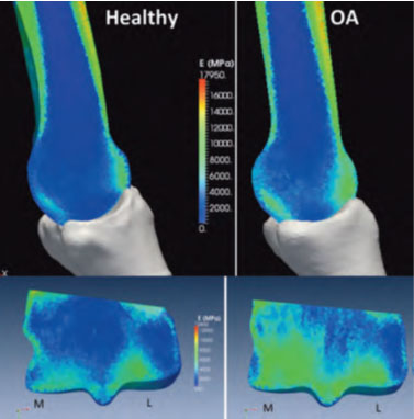 The Impact of IMPACT on Bone Health in Horses