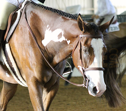 Do You Know How to Properly Fit Your Horse’s Bridle?