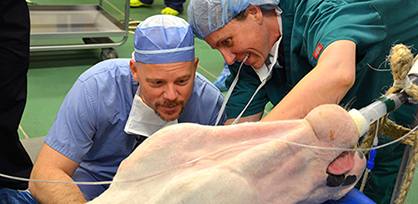 Medicine Hat Paint Horse’s Eyes Saved by Special Laser Treatment For Humans