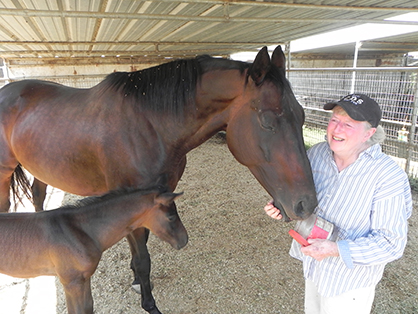 First Foal Born at UC Davis Through In-Vitro Fertilization