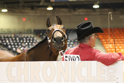 2015 All American Quarter Horse Congress- Week 2- Photo Essay