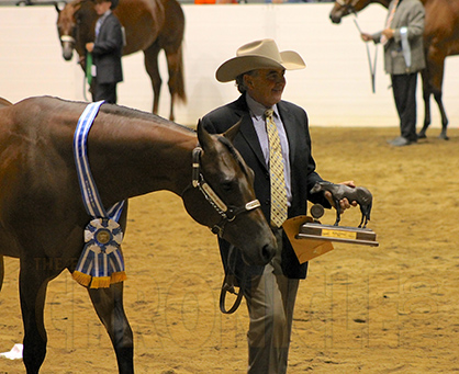 Tom Robinson and King Coolsified Reign Supreme in QH Congress Yearling Geldings