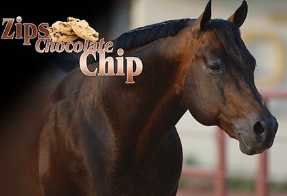 The Passing of a Legend – Zips Chocolate Chip