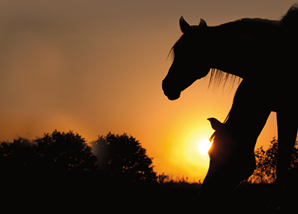 Right Dorsal Colitis in Horses