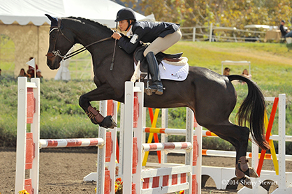 Equine Eye Doctors Return Horse to Championship Competition