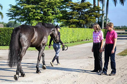 Muscle- The Overlooked Missing Link to Lameness