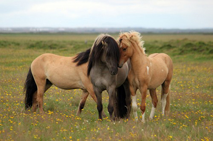 Unlocking Genetic Secrets of the Dun Coat in Horses