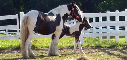 Retained Placenta Causes Post-Foaling Emergency