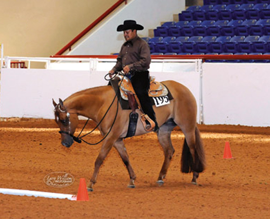 Arturo Maestas Show Horses