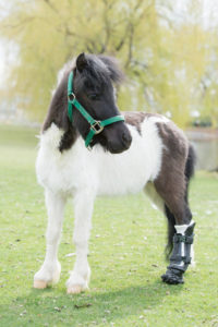 Miniature Horse Receives Artificial Hoof Following Dog Attack