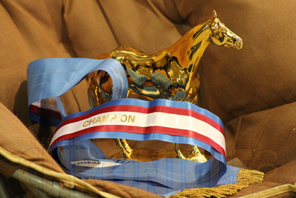 Around the Rings at AQHA Level 1 Championships Central
