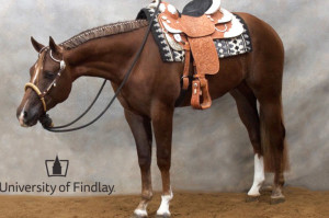 University of Findlay’s Annual Spring Horse Sale Scheduled For April 23rd
