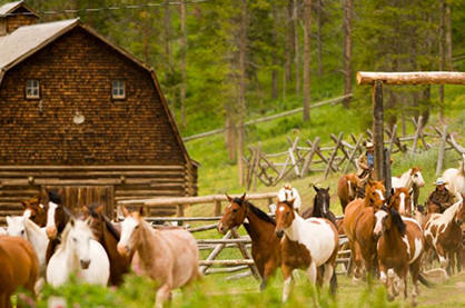 An Incredible Clinic Experience at the Historic 320 Ranch in Big Sky, MT