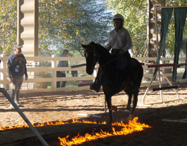 Keeping Calm in Chaos – Mounted Police Horse Training
