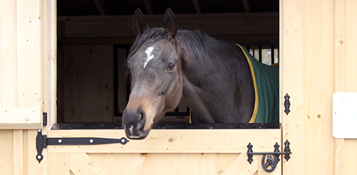 An Incredible Equine Recovery Following a Broken Shoulder