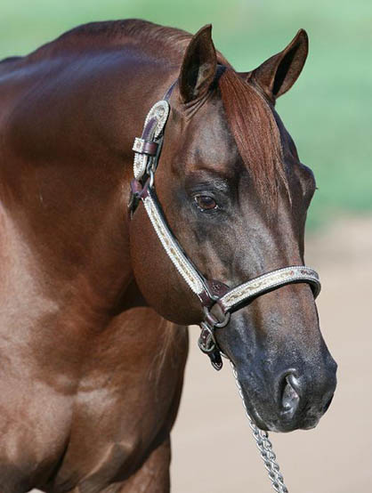 The Late Topsail Whiz Becomes NRHA’s First $11 Million Sire