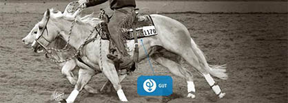 Journal of Equine Veterinary Science to Publish LIFELINE Equine Gut Study