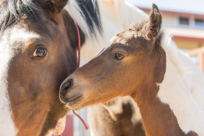 How to Protect Your Horse From West Nile Virus