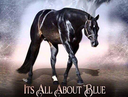 In Loving Memory of AQHA Stallion, It’s All About Blue (2002-2016)